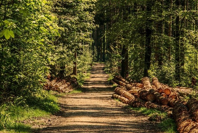 trees-gfeabe26bf_640